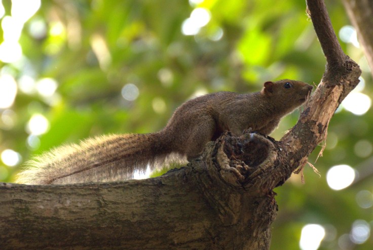 Squirrel in Hong Kong
